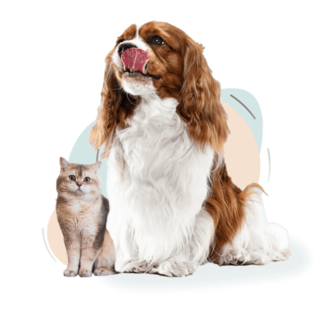 Yan yana oturan bir köpek ve kedi