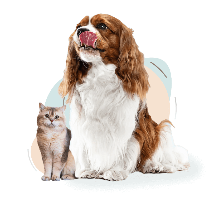 Yan yana oturan bir köpek ve kedi